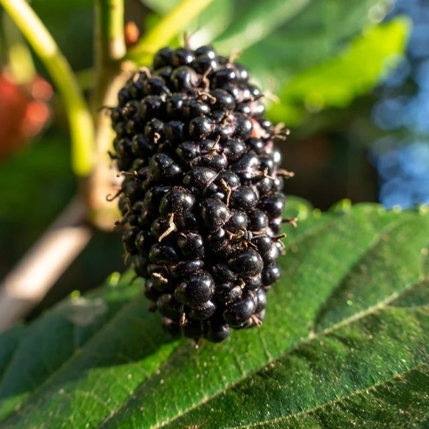 Mûrier à Grandes Feuilles – Image 3
