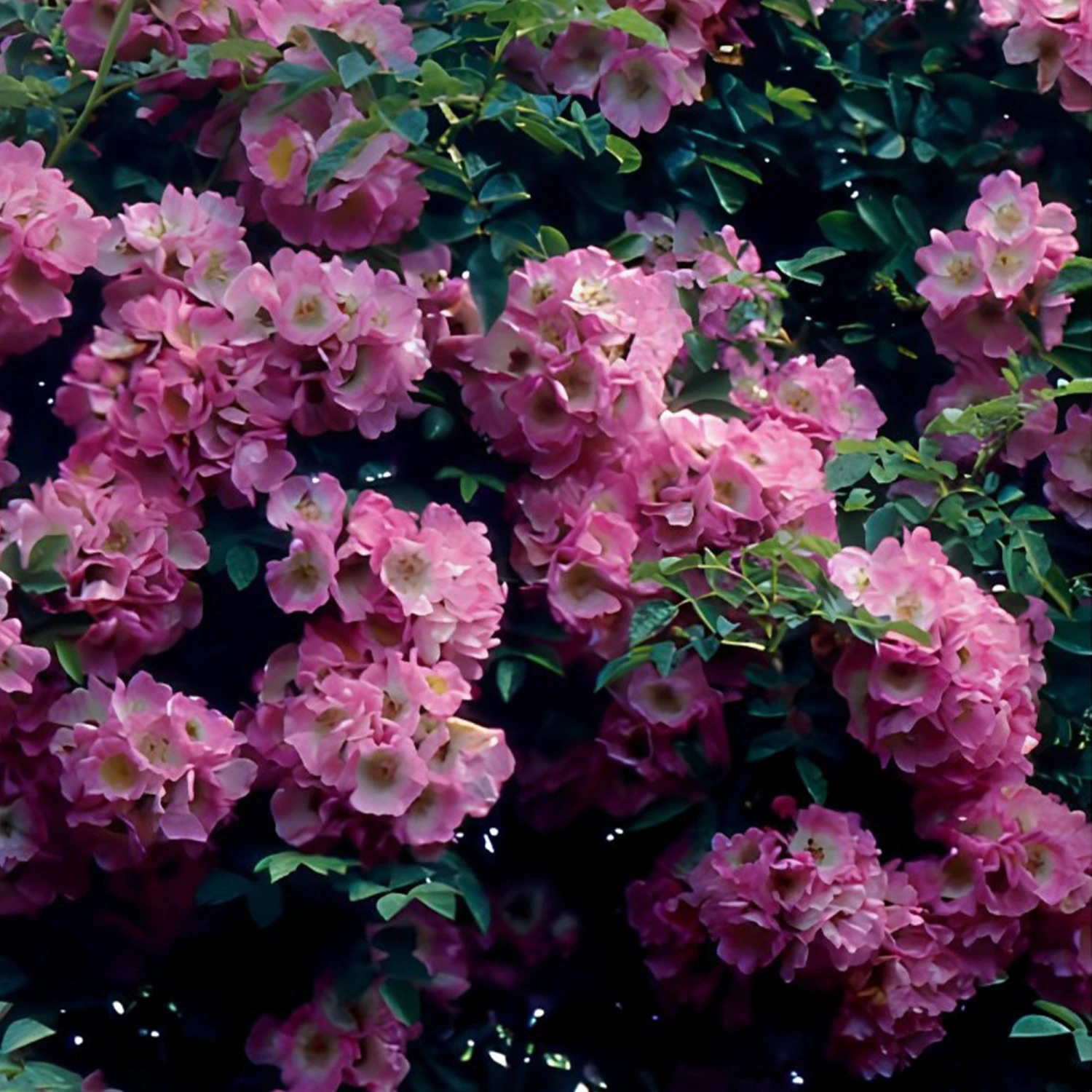 Collection De 2 Rosiers Lianes Immensee Blanc Et Petite Duchesse – Image 3