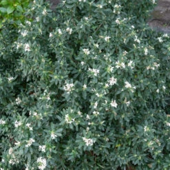 Daphne Transatlantica Eternal Fragrance Blafra