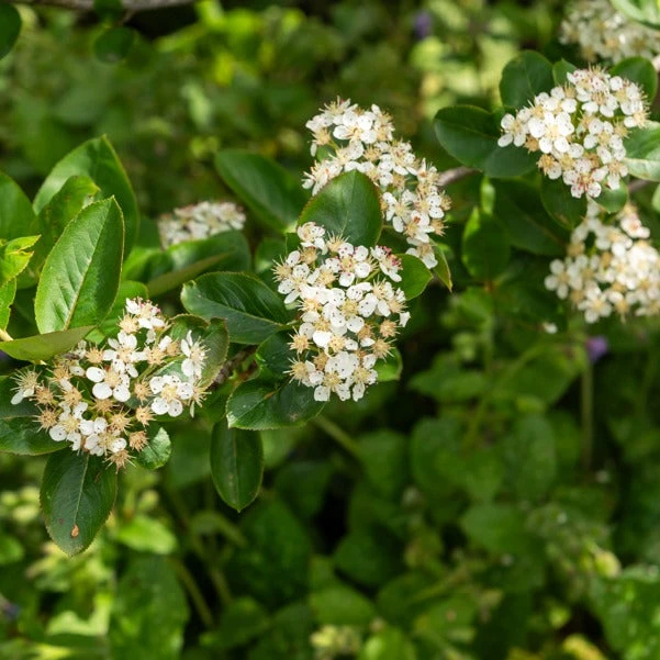 Aronia Prunifolia Nero – Image 3