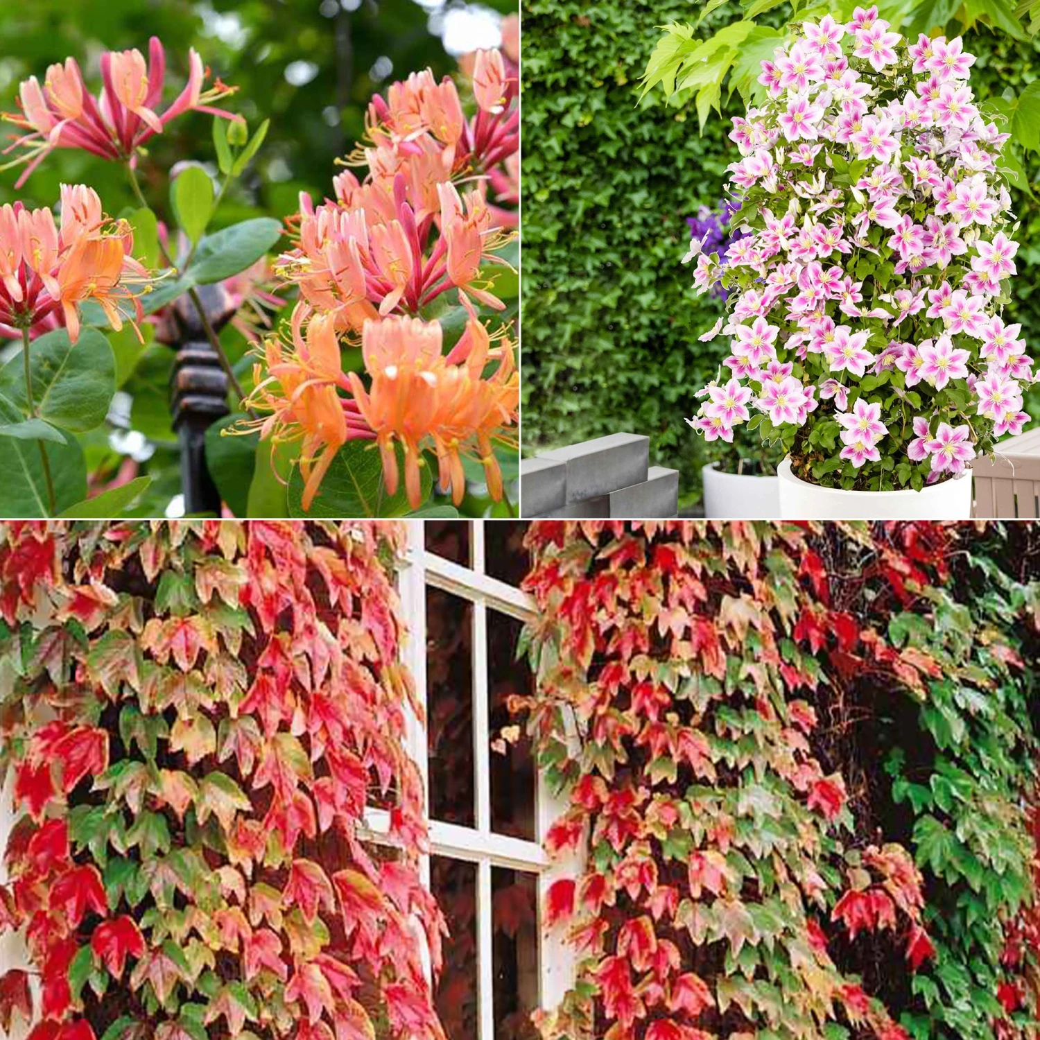 Collection De 3 Grimpantes : Chèvrefeuille, Clématite, Vigne Vierge