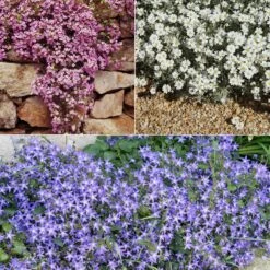 Collection De 13 Plantes Vivaces Rampantes Et Tapissantes