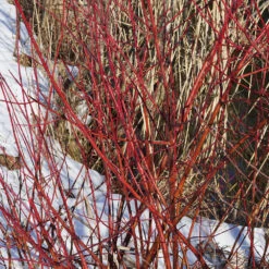 Cornouiller Blanc Elegantissima