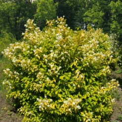 Seringat Doré - Philadelphus