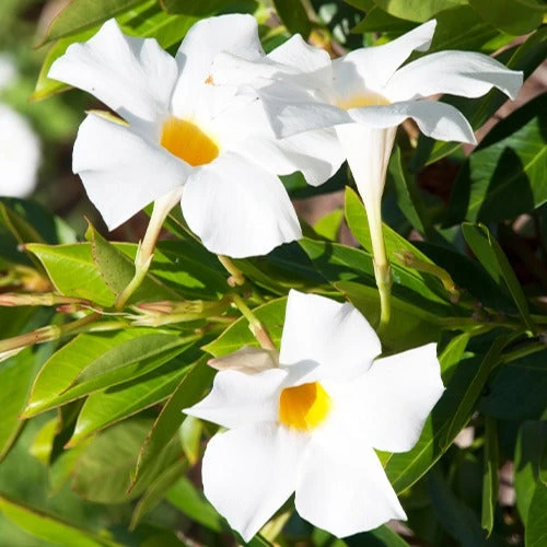 Jasmin Du Brésil Blanc - Dipladenia – Image 3