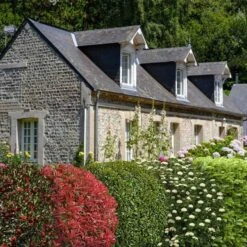 Collection Haie Persistante - 5 Arbustes