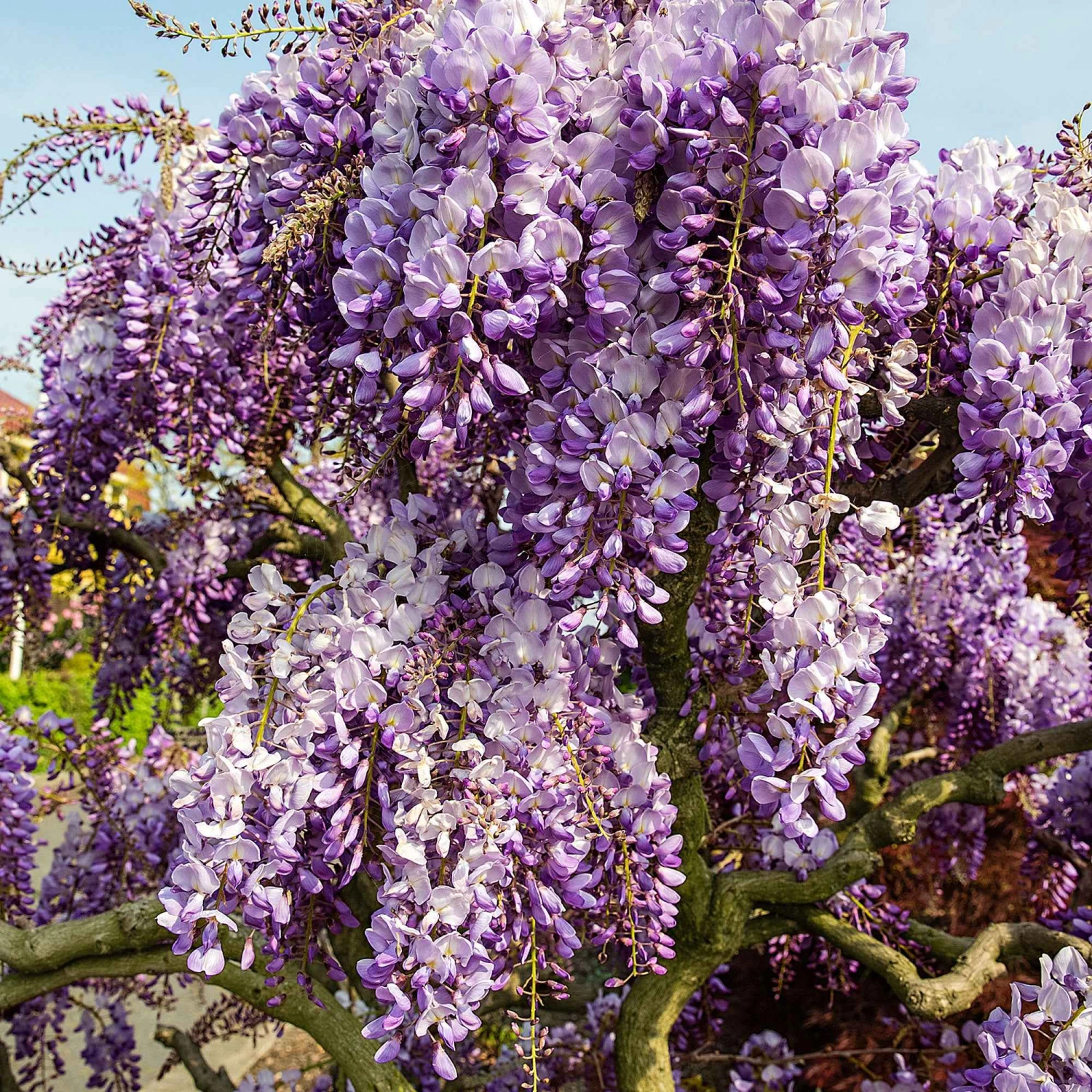 Glycine De Chine Prolific – Image 2
