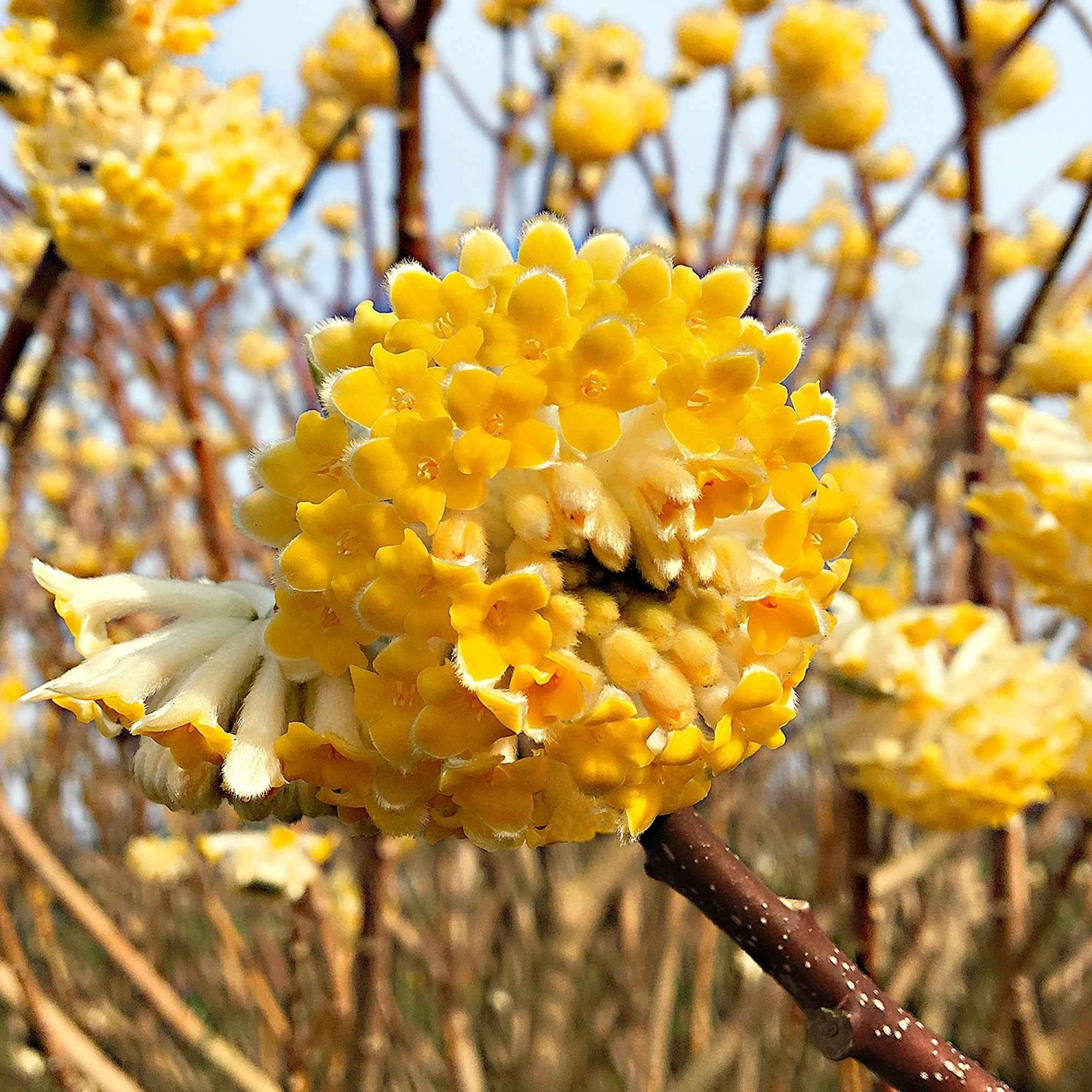 Edgeworthia Grandiflora – Image 2