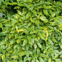 Aucuba Du Japon Variegata