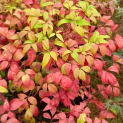 Bambou Sacré Fire Power