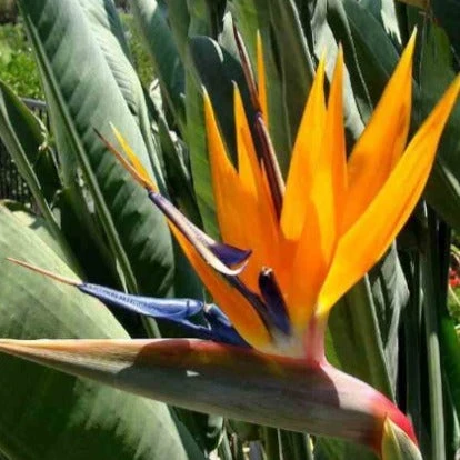 Oiseau Du Paradis Strelitzia – Image 2