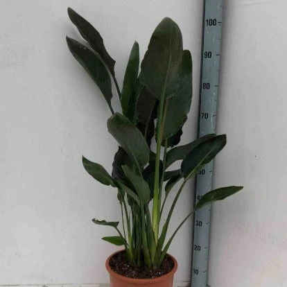 Oiseau Du Paradis Strelitzia – Image 3