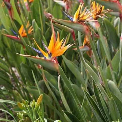 Oiseau Du Paradis Strelitzia – Image 4