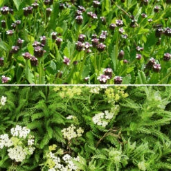 3 Achillées Et Lippia En Mélange