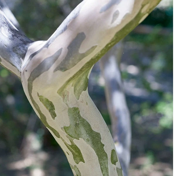 Lilas Des Indes Eveline – Image 3