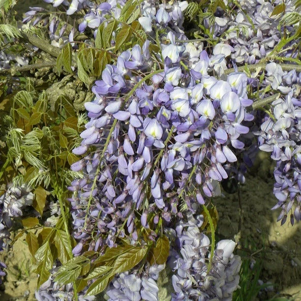 Glycine De Chine Prolific
