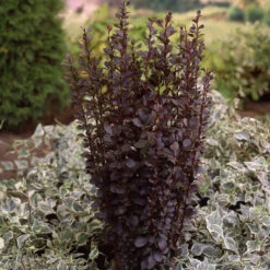 Epine-vinette De Thunberg Helmond Pillar