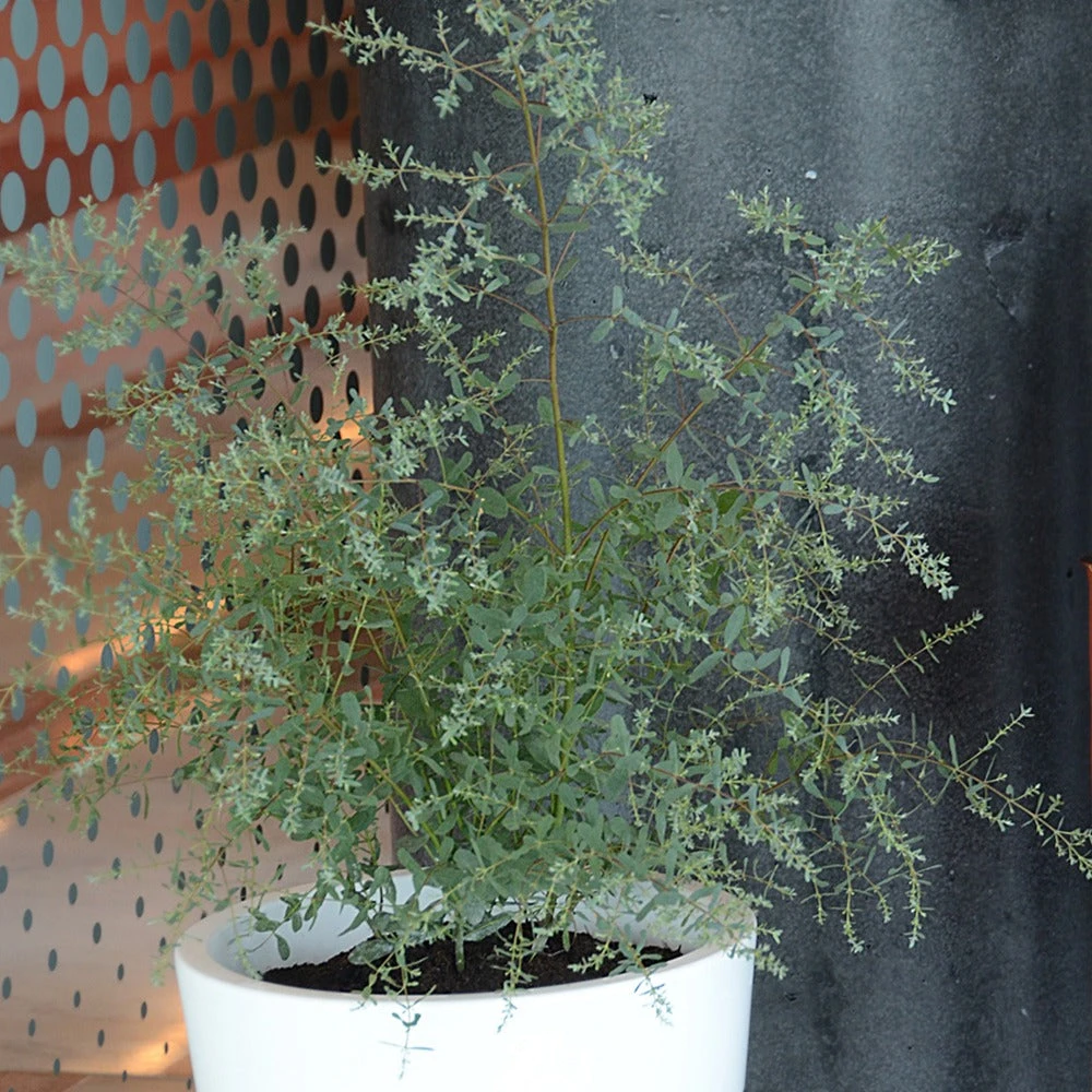 Eucalyptus Gunnii France Bleu ® Rengun – Image 2