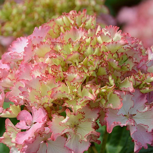 Hortensia So Long® Sunny – Image 2