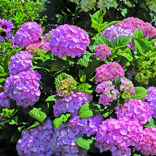 Hortensia So Long® Rosy