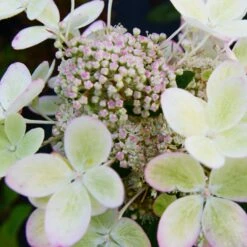 Hortensia Paniculé PASTELGREEN® Renxolor
