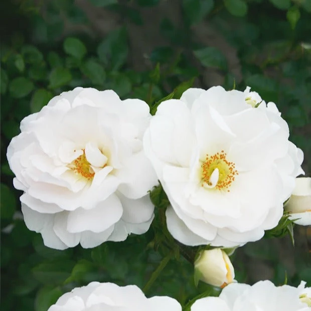 Rosier Grimpant Hella