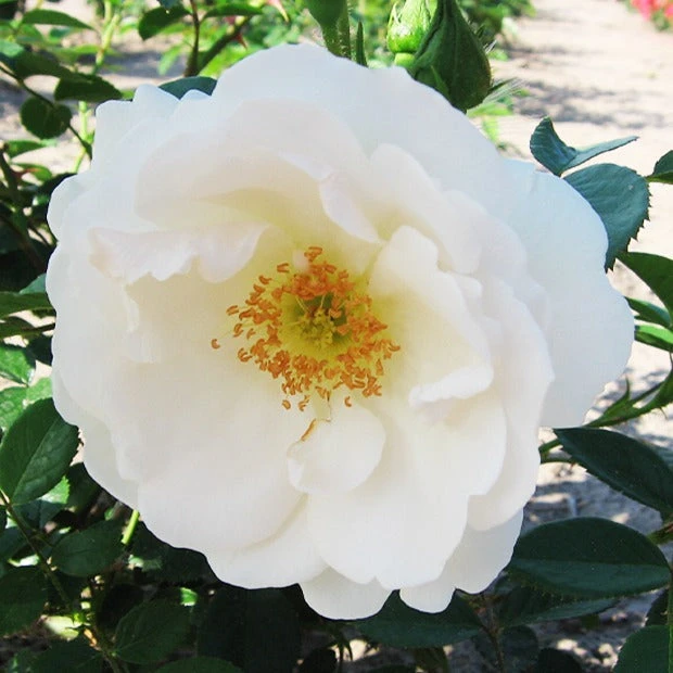 Rosier Grimpant Hella – Image 2