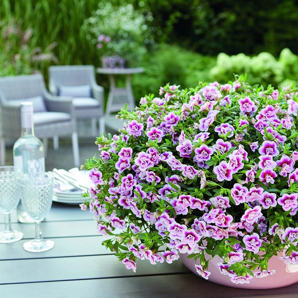 3 Calibrachoas PinkTastic – Image 2