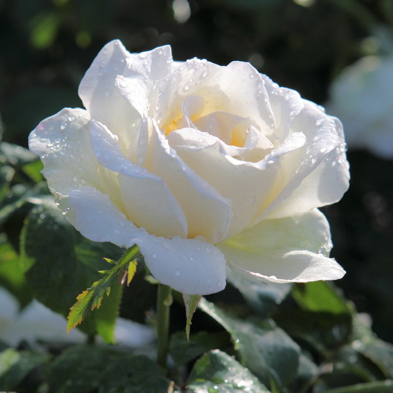 Rosier White Symphony – Image 2