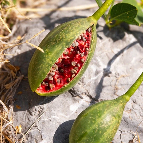 Câprier épineux – Image 2