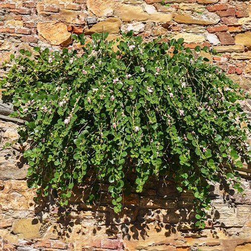 Câprier épineux – Image 3