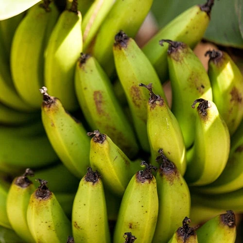 Bananier Nain 'Super Dwarf Cavendish' – Image 3